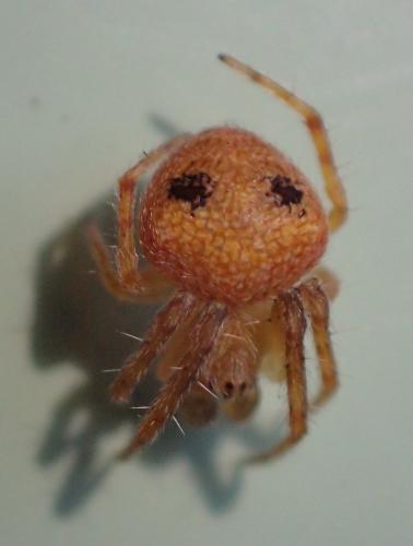 Réf. 240 092 : Araneus sp.